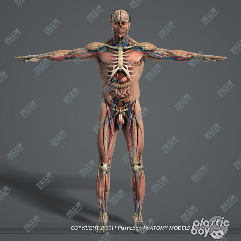 images/goods_img/20210113/C4D RIGGED Complete Male Anatomy PACK/5.jpg